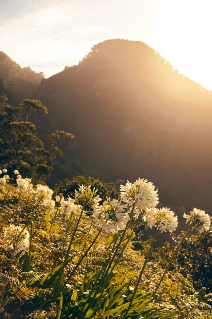 Beste reistijd bloemen Madeira