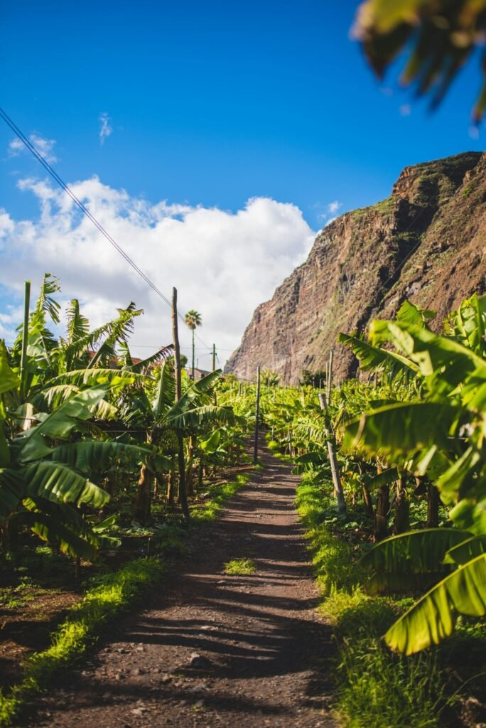 Rota da Banana korte wandeling Madeira