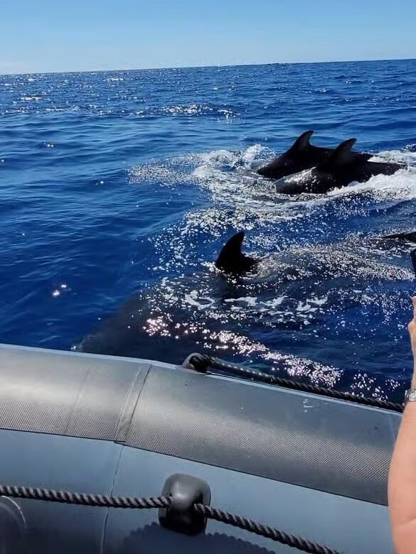 Walvissen spotten reisroute Madeira