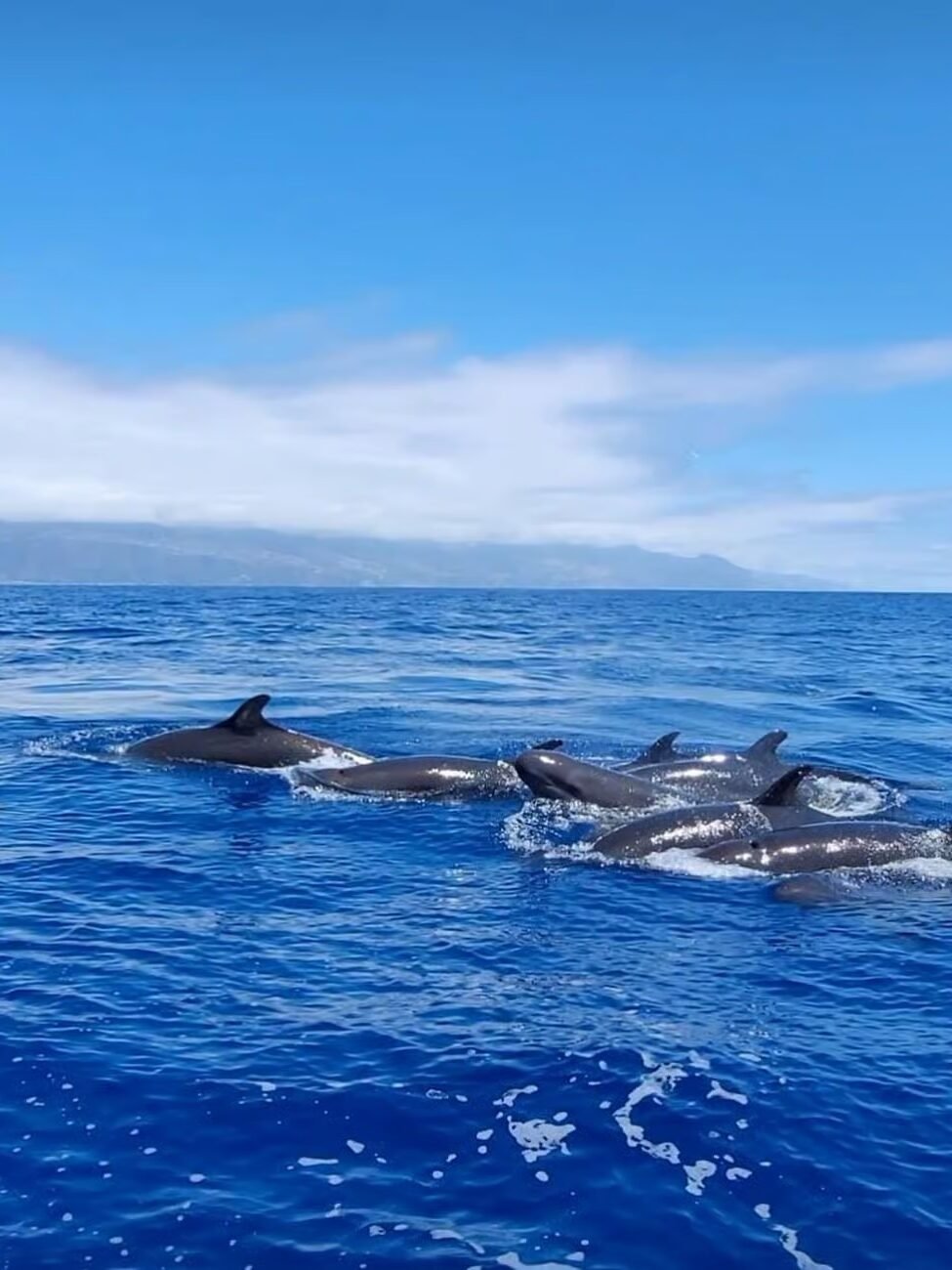 walvissen en dolfijnen spotten madeira