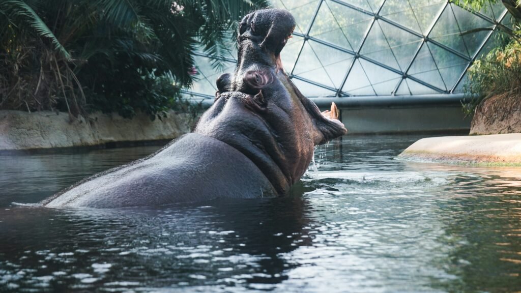 Nijlpaarden dierentuin Berlijn